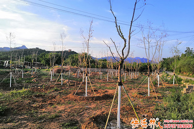 樹干涂白劑的價(jià)格分析與市場參考
