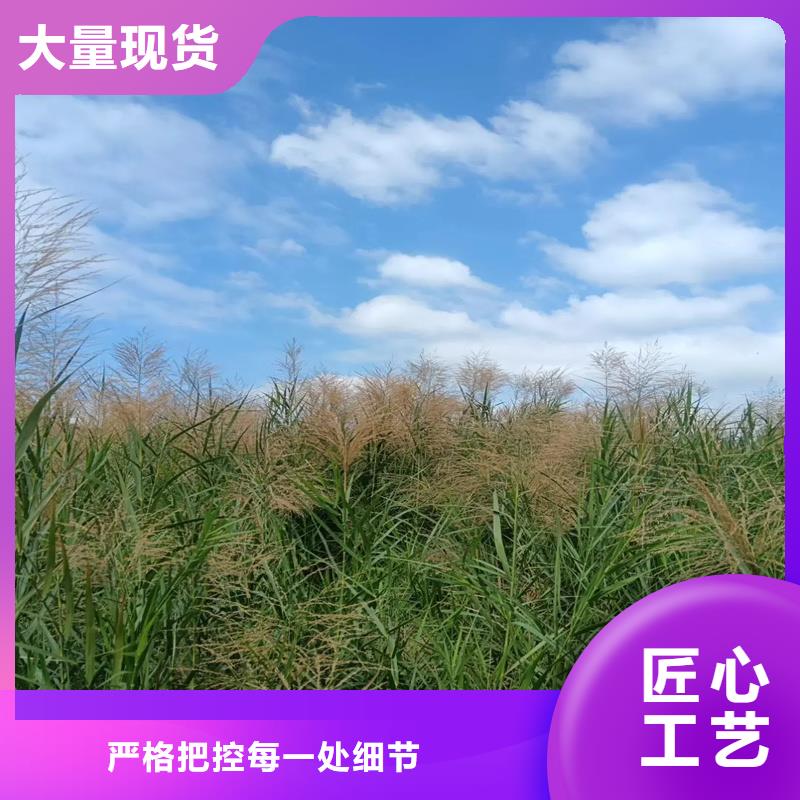 蘆葦苗與蘆葦種子工廠價(jià)格及園林綠化應(yīng)用指南
