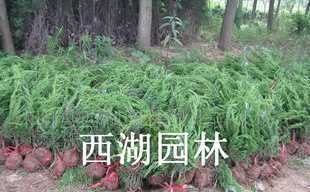 園林綠化主力花木 紅葉小檗、金葉女貞、瓜子黃楊與龍柏的全解析