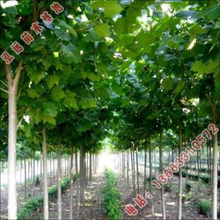 河北省泓遠(yuǎn) 專注園林綠化苗木與農(nóng)副產(chǎn)品，打造生態(tài)綠色未來——世界工廠網(wǎng)優(yōu)質(zhì)供應(yīng)商
